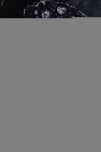 Раковина керамическая Allen Brau Fantasy 4.11021.31 50х40 накладная цвет черный без отверстий под смеситель - фото 5