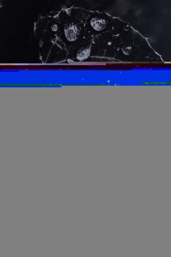 Раковина керамическая Allen Brau Fantasy 4.11021.TP 50х40 накладная цвет коричневый без отверстий под смеситель - фото 5